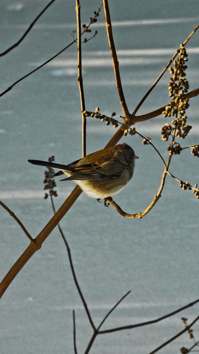 -  Panasonic DMC-FZ18 - A puffy bird waiting for his turn at the feeder. - Tony Karp, design, art, photography, techno-impressionist, techno-impressionism, aerial photography , drone , drones , dji , mavic pro , video , 3D printing - Books -