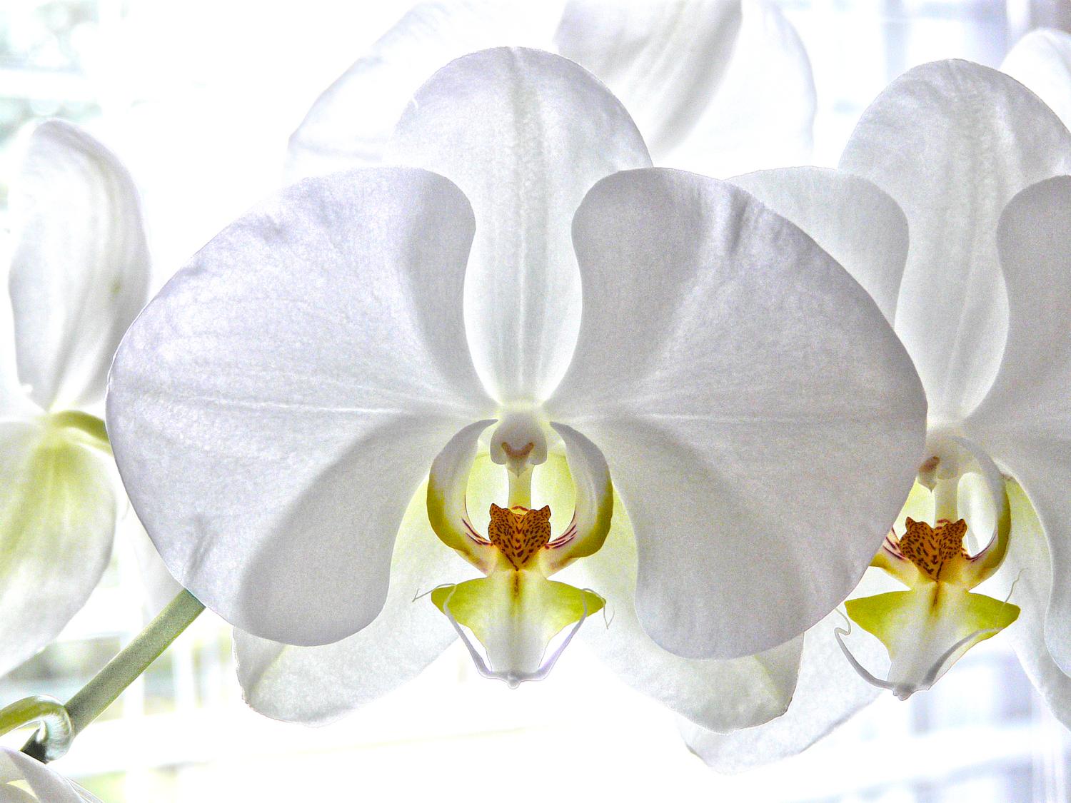  - Orchids, contre jour - Tony Karp, design, art, photography, techno-impressionist, techno-impressionism, aerial photography , drone , drones , dji , mavic pro , video , 3D printing - Books -