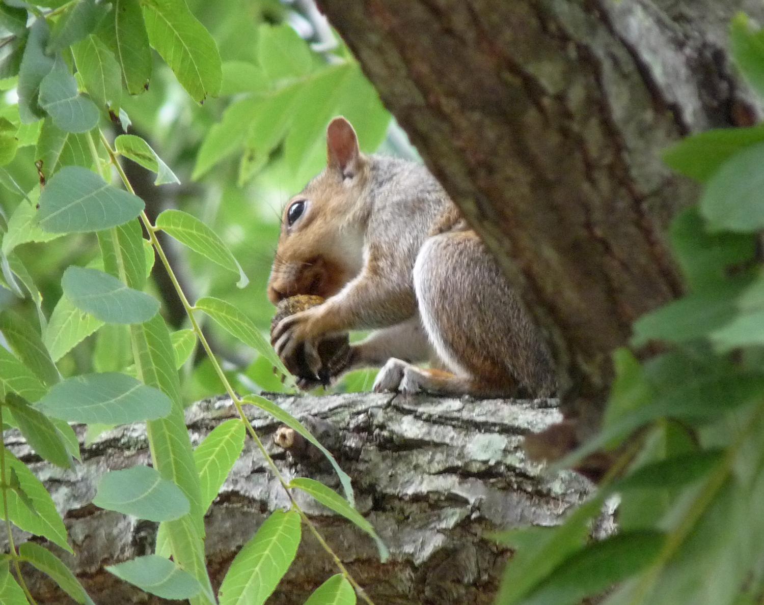  - Mr. Squirrel in the walnut tree - Panasonic DMC-FZ28 - F4.4 @ 1/40 sec 486mm(equivalent) 400 ISO - Tony Karp, design, art, photography, techno-impressionist, techno-impressionism, aerial photography , drone , drones , dji , mavic pro , video , 3D printing - Books -