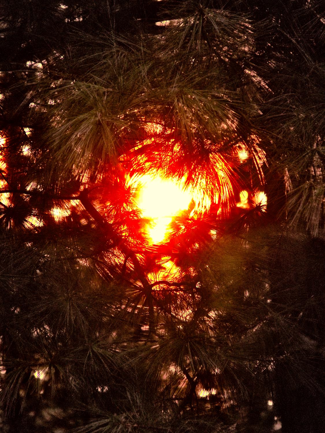  - A close look at the sun through pine needles - Panasonic DMC-FZ28 - Tony Karp, design, art, photography, techno-impressionist, techno-impressionism, aerial photography , drone , drones , dji , mavic pro , video , 3D printing - Books -