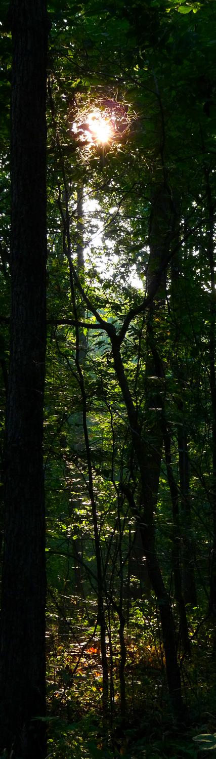  - A light in the forest - Panasonic DMC-FZ28 - Tony Karp, design, art, photography, techno-impressionist, techno-impressionism, aerial photography , drone , drones , dji , mavic pro , video , 3D printing - Books -