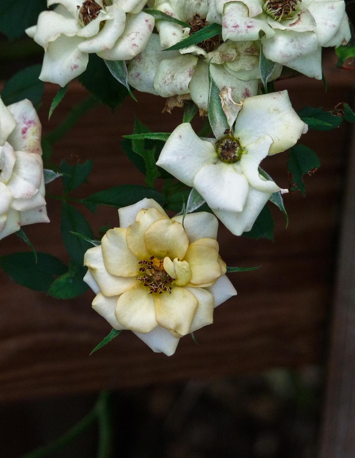 old white flowers - As I grow older - Panasonic DMC-FZ28 - Tony Karp, design, art, photography, techno-impressionist, techno-impressionism, aerial photography , drone , drones , dji , mavic pro , video , 3D printing - Books -