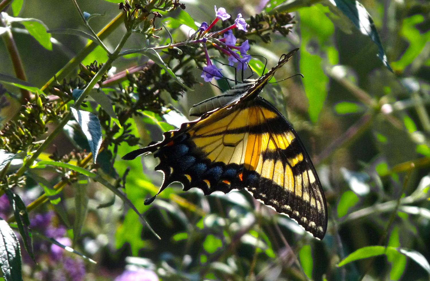 a swallowtail butterfly - Swallowtail - Panasonic DMC-FZ28 - Tony Karp, design, art, photography, techno-impressionist, techno-impressionism, aerial photography , drone , drones , dji , mavic pro , video , 3D printing - Books -