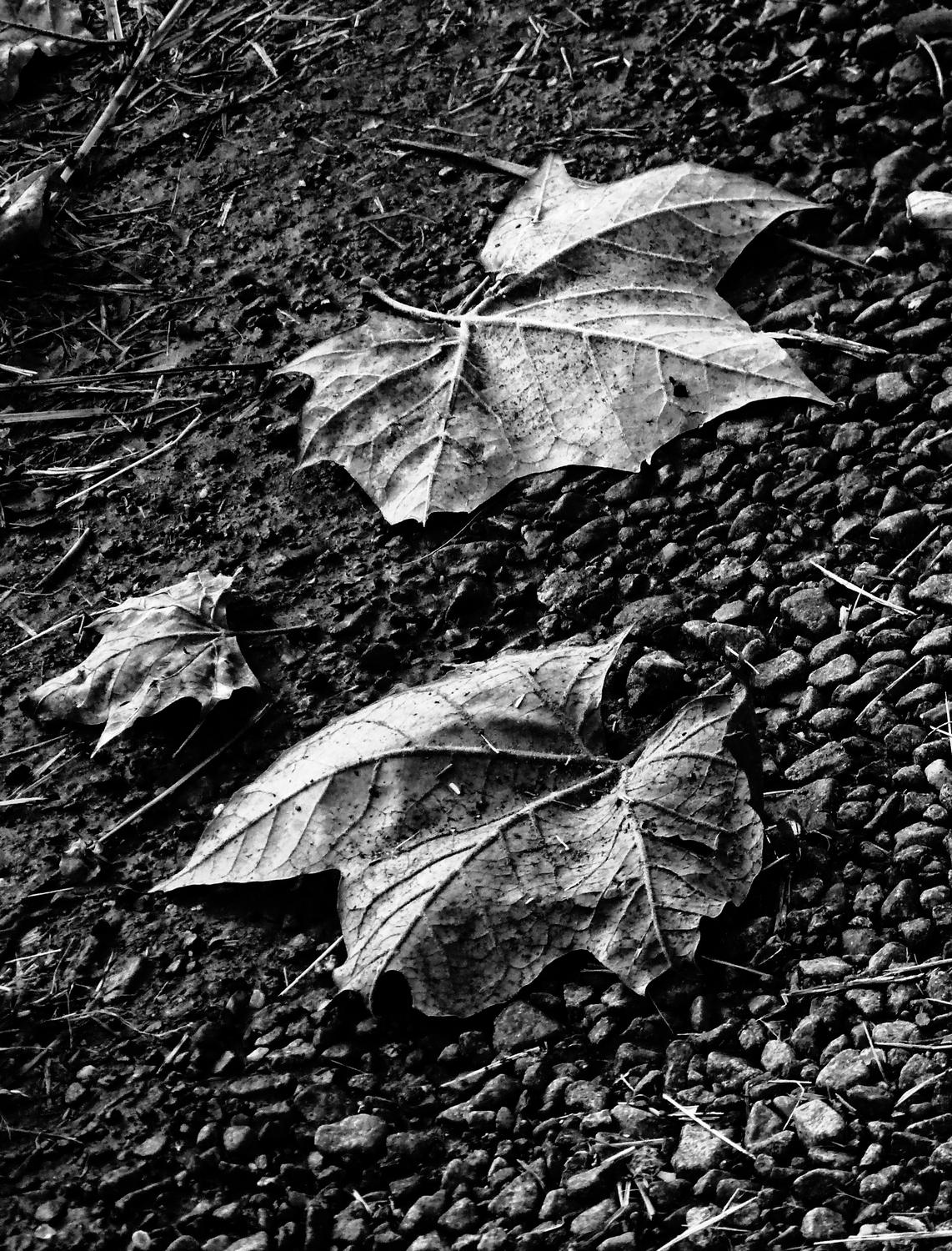  - Leaves in front of my house - Panasonic DMC-FZ28 - Tony Karp, design, art, photography, techno-impressionist, techno-impressionism, aerial photography , drone , drones , dji , mavic pro , video , 3D printing - Books -