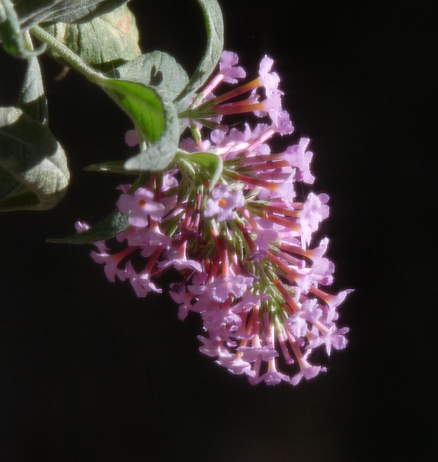 pink flowers - Soft flower - Panasonic DMC-FZ28 - Tony Karp, design, art, photography, techno-impressionist, techno-impressionism, aerial photography , drone , drones , dji , mavic pro , video , 3D printing - Books -