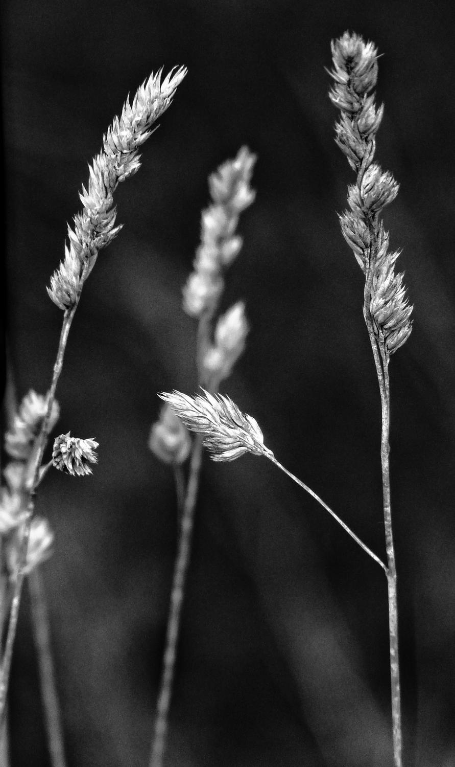 weeds - Some local flora - Panasonic DMC-FZ28 - Tony Karp, design, art, photography, techno-impressionist, techno-impressionism, aerial photography , drone , drones , dji , mavic pro , video , 3D printing - Books -