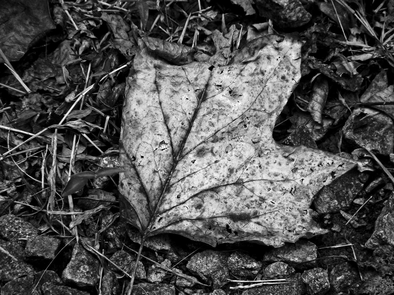  - Another leaf on the road - Panasonic DMC-FZ28 - Tony Karp, design, art, photography, techno-impressionist, techno-impressionism, aerial photography , drone , drones , dji , mavic pro , video , 3D printing - Books -