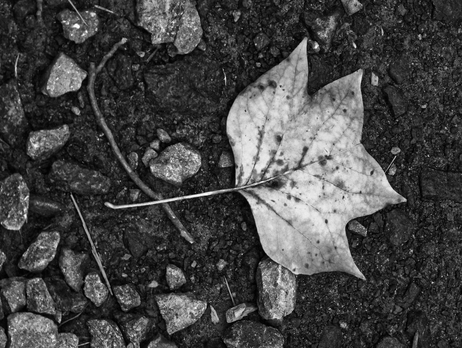  - A leaf on the road - Panasonic DMC-FZ28 - Tony Karp, design, art, photography, techno-impressionist, techno-impressionism, aerial photography , drone , drones , dji , mavic pro , video , 3D printing - Books -
