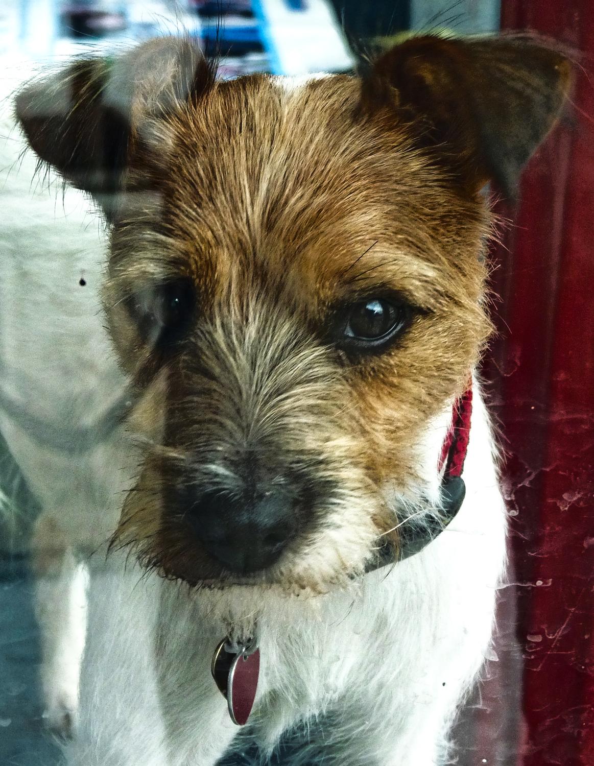  - A guard dog in one of the stores - Berryville Virginia - Panasonic DMC-FZ28 - Tony Karp, design, art, photography, techno-impressionist, techno-impressionism, aerial photography , drone , drones , dji , mavic pro , video , 3D printing - Books -