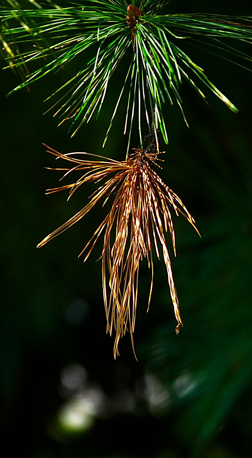  - Pine needles in autumn - Panasonic DMC-FZ28 - Tony Karp, design, art, photography, techno-impressionist, techno-impressionism, aerial photography , drone , drones , dji , mavic pro , video , 3D printing - Books -