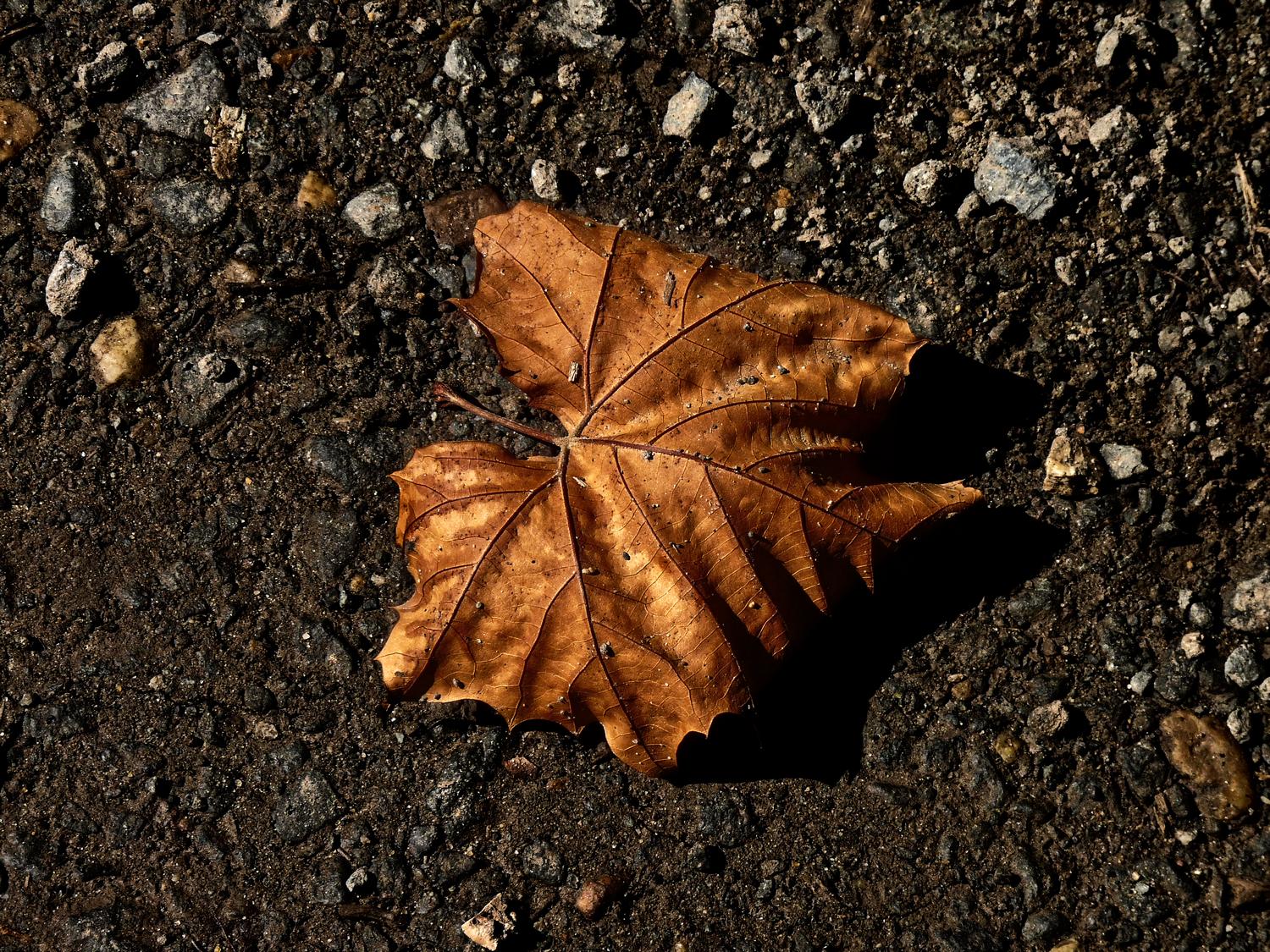  - A leaf on the road - Panasonic DMC-FZ28 - Tony Karp, design, art, photography, techno-impressionist, techno-impressionism, aerial photography , drone , drones , dji , mavic pro , video , 3D printing - Books -