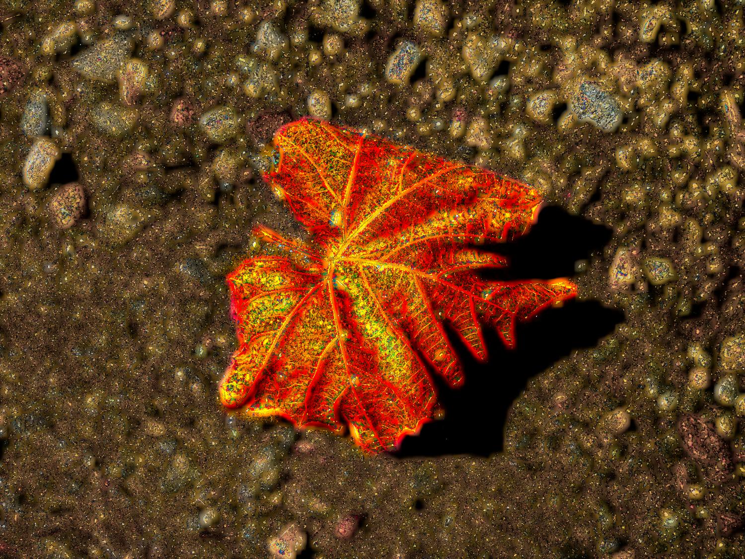  - A magical leaf on the road - Panasonic DMC-FZ28 - Tony Karp, design, art, photography, techno-impressionist, techno-impressionism, aerial photography , drone , drones , dji , mavic pro , video , 3D printing - Books -