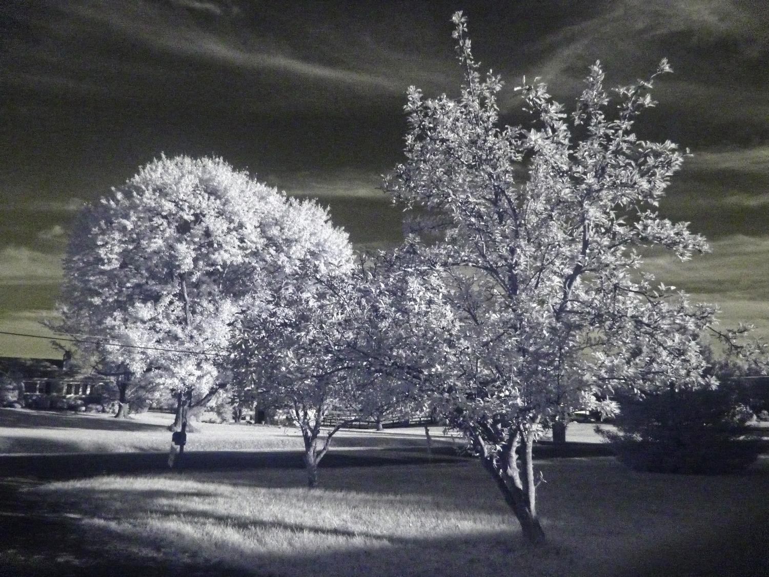  - Some trees in front of my house. 1/8 Sec, 800 ISO - infrared photography with the Panasonic DMC-FZ28 - Tony Karp, design, art, photography, techno-impressionist, techno-impressionism, aerial photography , drone , drones , dji , mavic pro , video , 3D printing - Books -