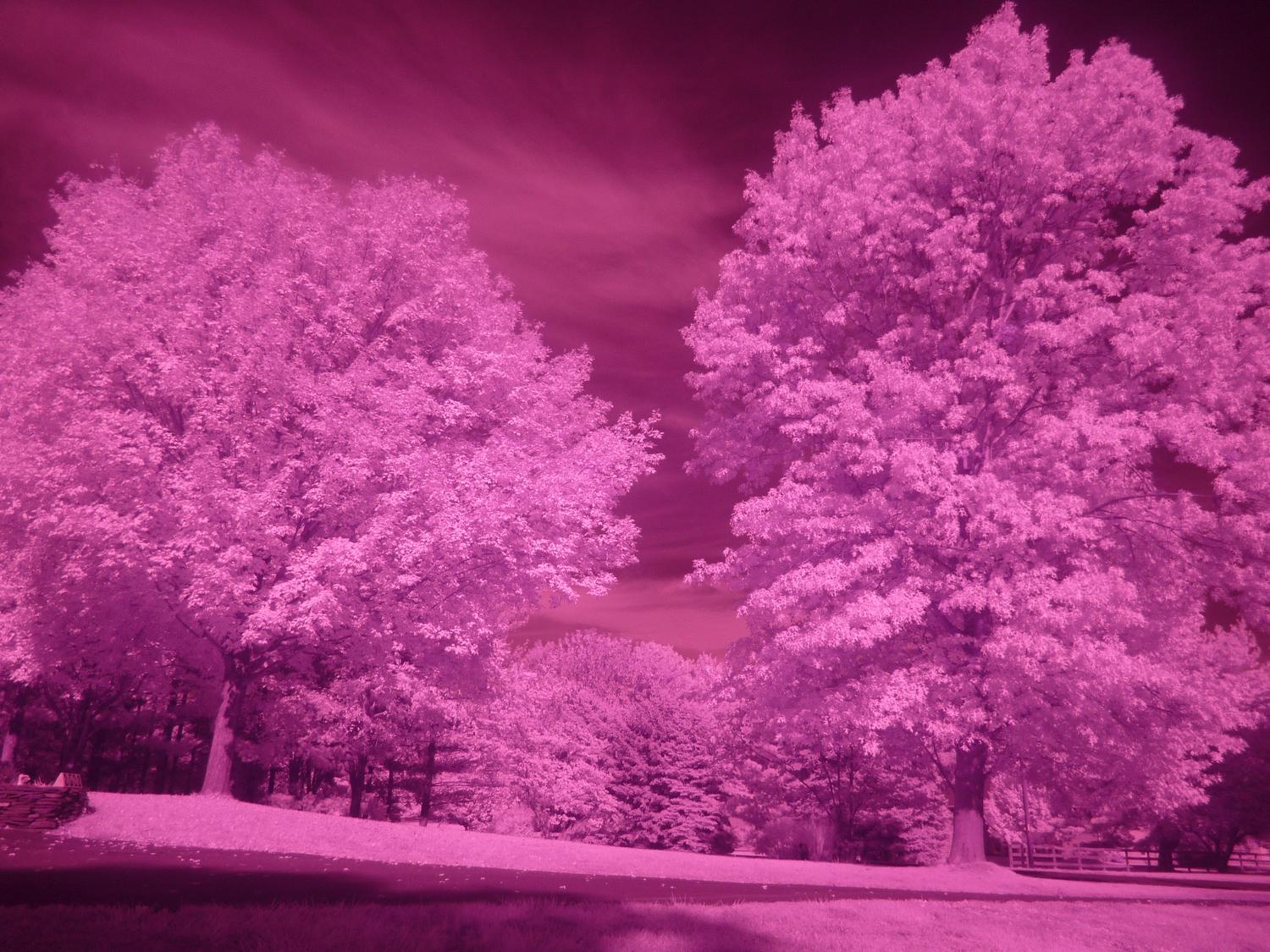  - Same as above, but with Hoya R72 filter. It has the classic infrared look, but overall pink. One second exposure, 100 ISO. - infrared photography with the Panasonic DMC-FZ28 - Tony Karp, design, art, photography, techno-impressionist, techno-impressionism, aerial photography , drone , drones , dji , mavic pro , video , 3D printing - Books -