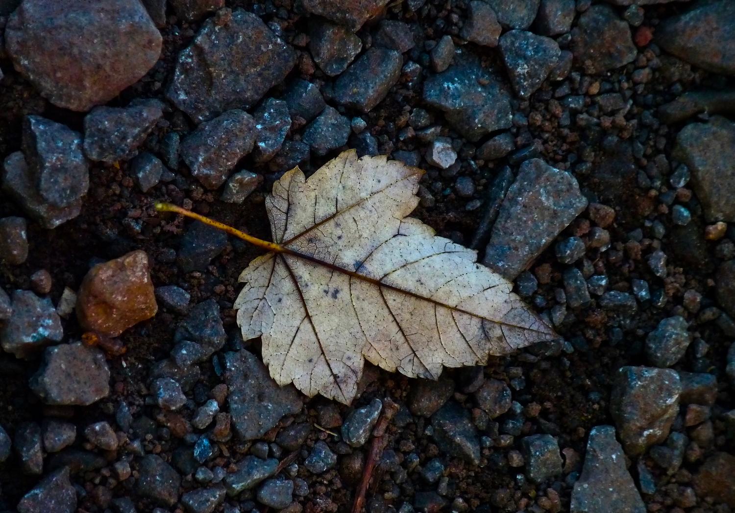  - A leaf on the road -  Panasonic DMC-FZ28 - Tony Karp, design, art, photography, techno-impressionist, techno-impressionism, aerial photography , drone , drones , dji , mavic pro , video , 3D printing - Books -
