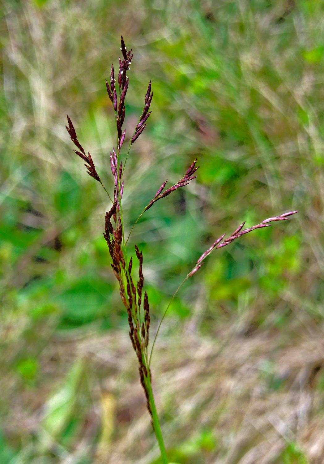  - Some wild grass in our field. - Panasonic DMC-FZ35 - Tony Karp, design, art, photography, techno-impressionist, techno-impressionism, aerial photography , drone , drones , dji , mavic pro , video , 3D printing - Books -
