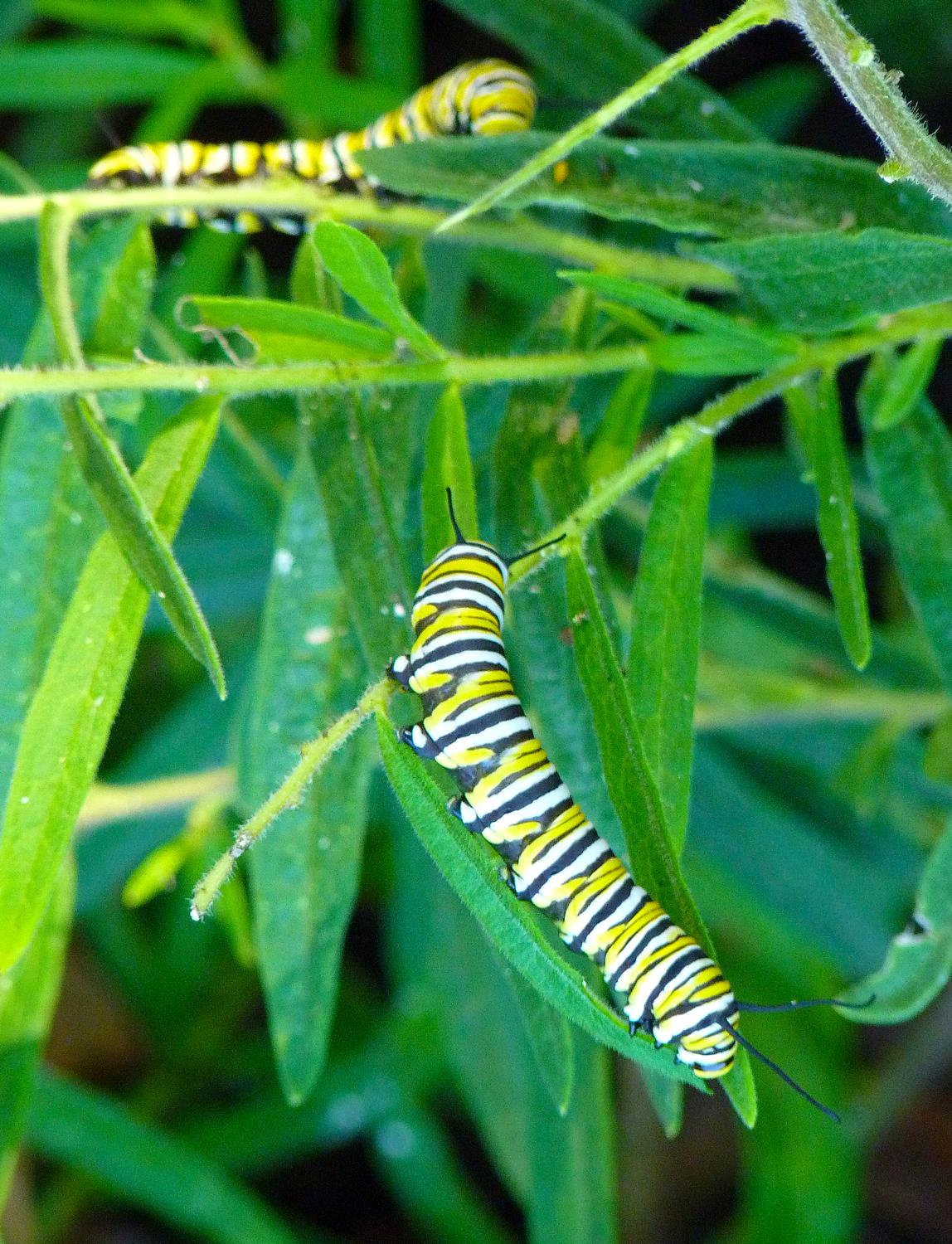  - Monarch butterfly caterpillars in their last stage before becoming butterflies. - Panasonic DMC-FZ35 - Tony Karp, design, art, photography, techno-impressionist, techno-impressionism, aerial photography , drone , drones , dji , mavic pro , video , 3D printing - Books -