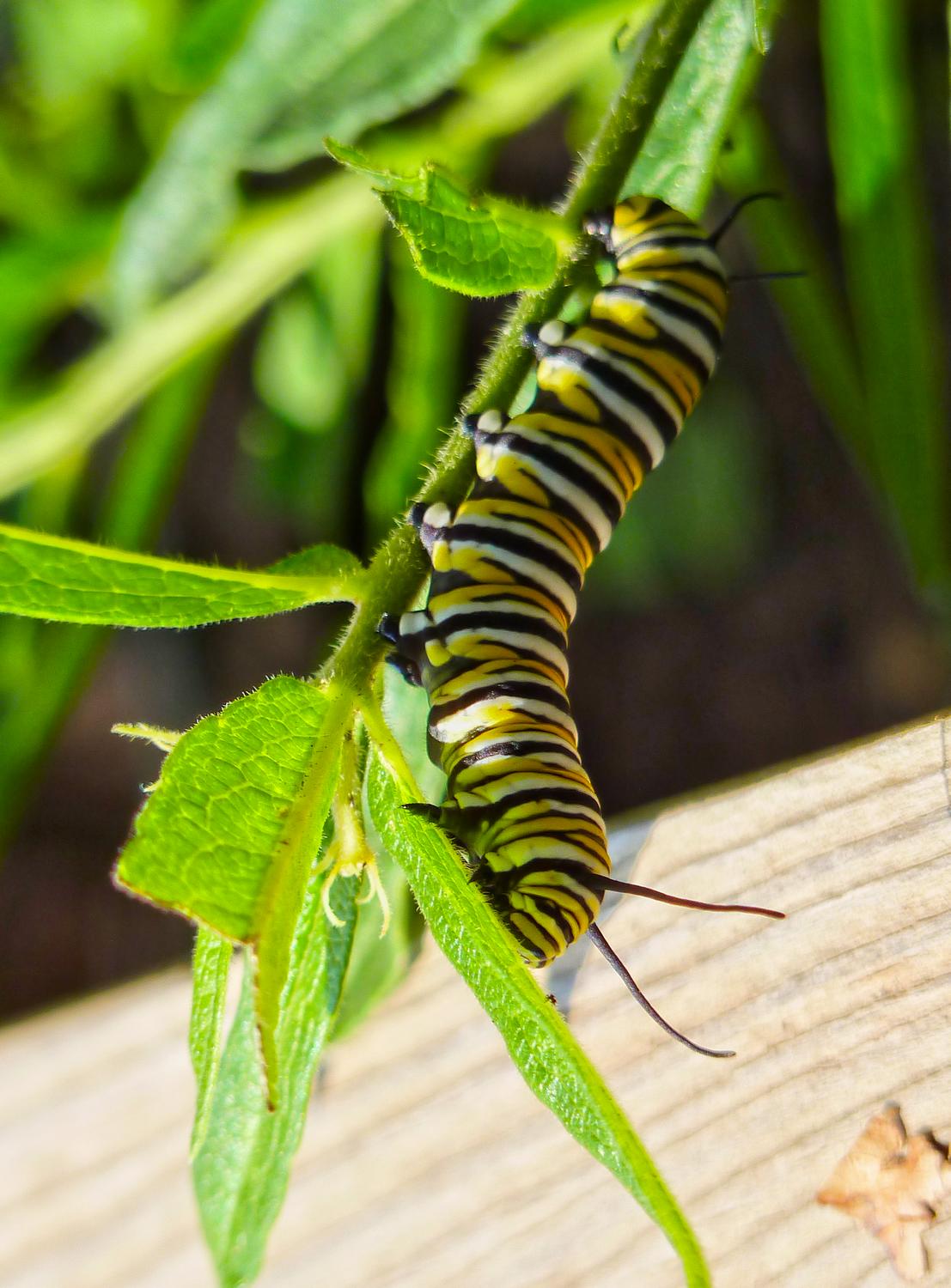  - A monarch butterfly caterpillar  - Tony Karp, design, art, photography, techno-impressionist, techno-impressionism, aerial photography , drone , drones , dji , mavic pro , video , 3D printing - Books -