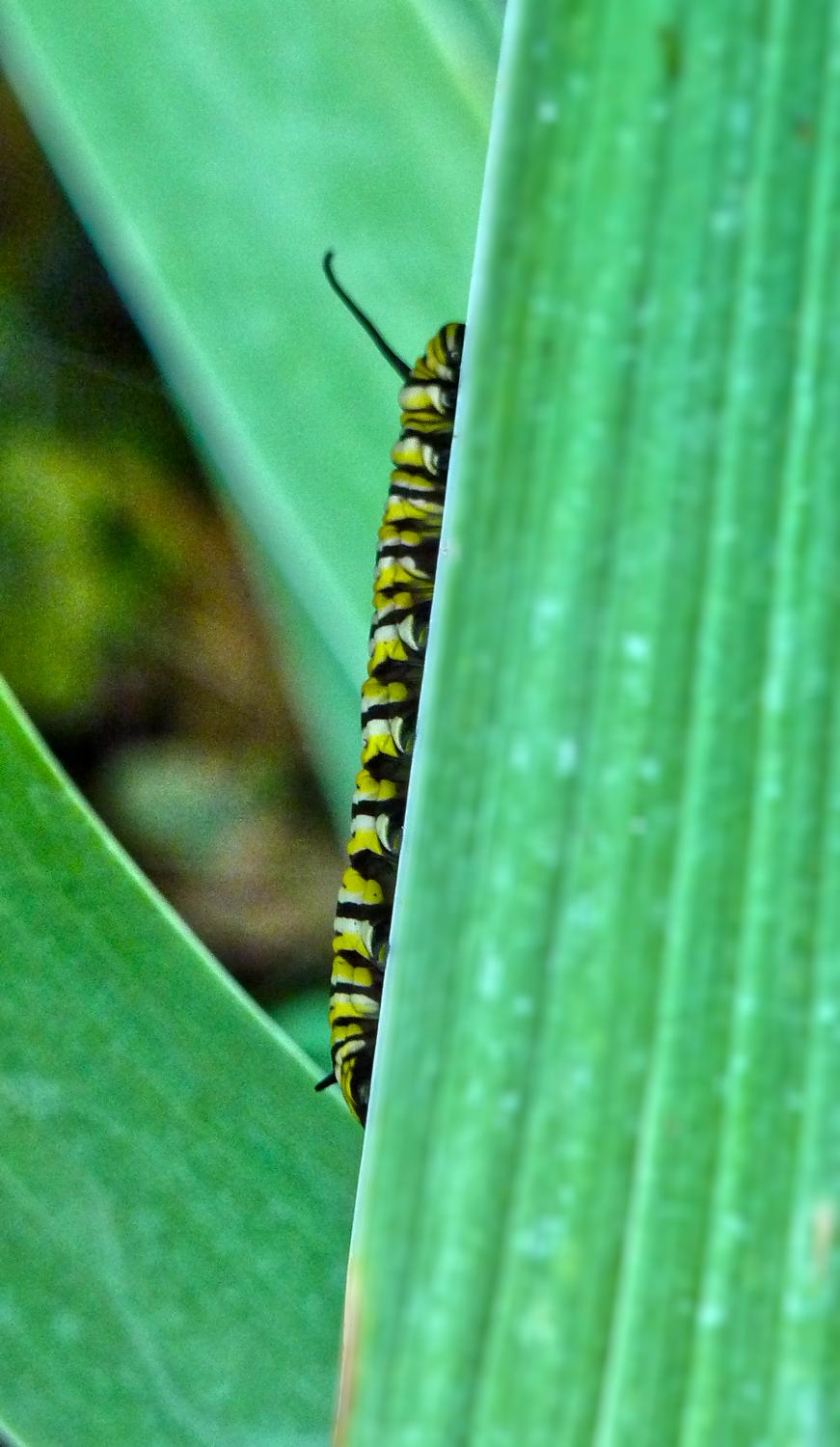 monarch butterfly caterpillar - A shy caterpillar. - Panasonic DMC-FZ35 - Tony Karp, design, art, photography, techno-impressionist, techno-impressionism, aerial photography , drone , drones , dji , mavic pro , video , 3D printing - Books -