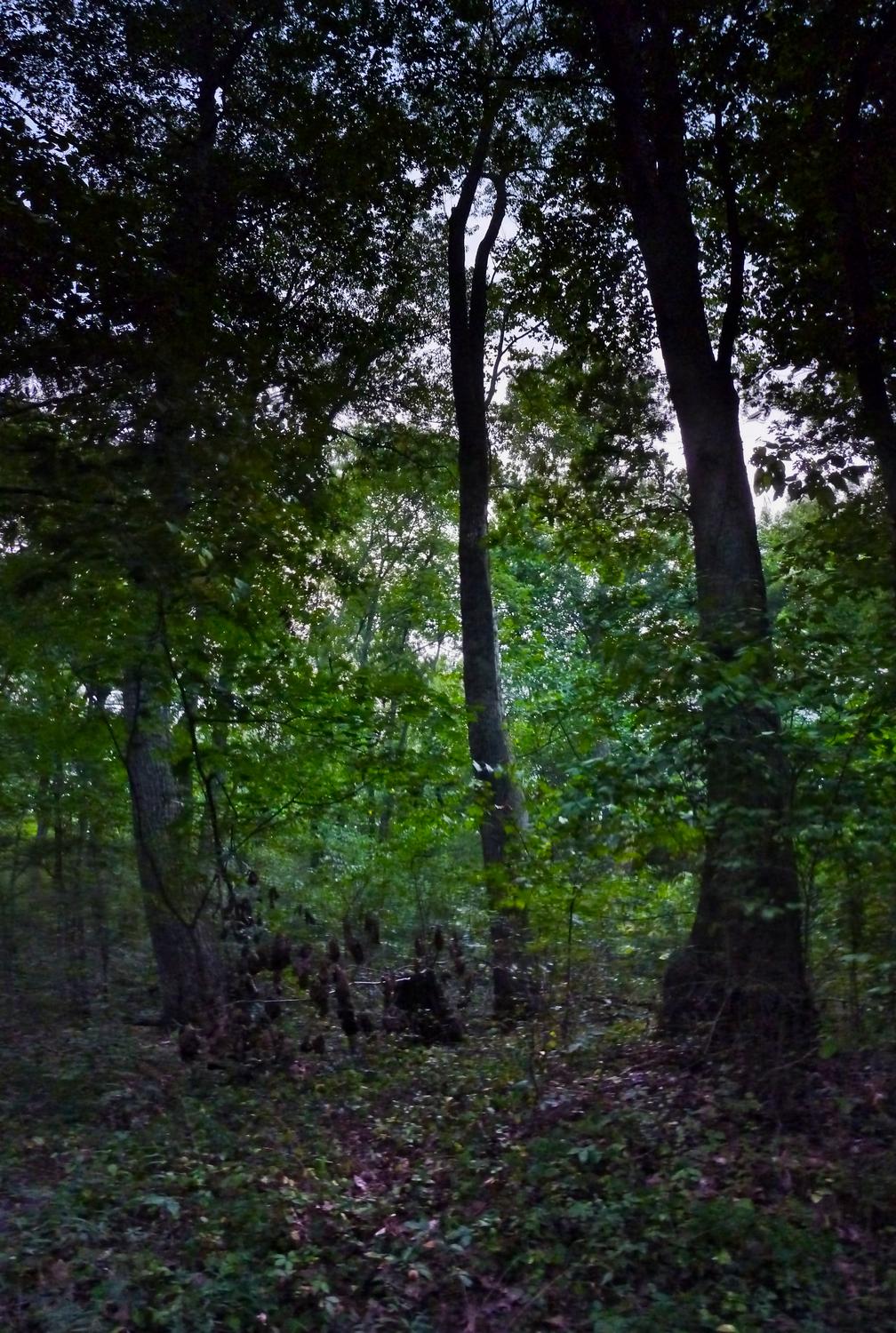  - Vertical panorama of trees at night. - Panasonic DMC-FZ35 - Tony Karp, design, art, photography, techno-impressionist, techno-impressionism, aerial photography , drone , drones , dji , mavic pro , video , 3D printing - Books -