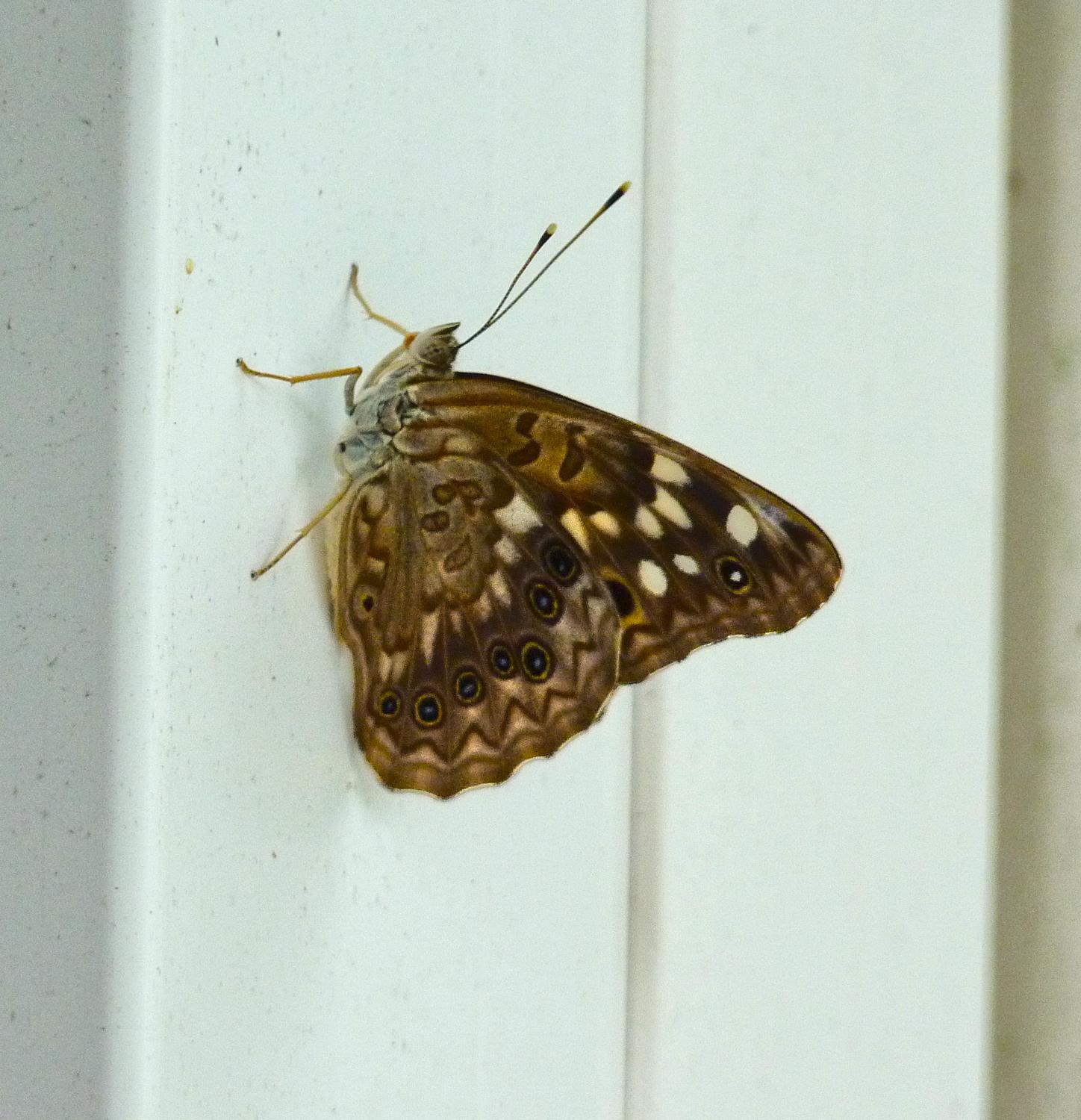  - A Hackberry Emperor (Asterocampa celtis) butterfly on our porch. - Panasonic DMC-FZ35 - Tony Karp, design, art, photography, techno-impressionist, techno-impressionism, aerial photography , drone , drones , dji , mavic pro , video , 3D printing - Books -