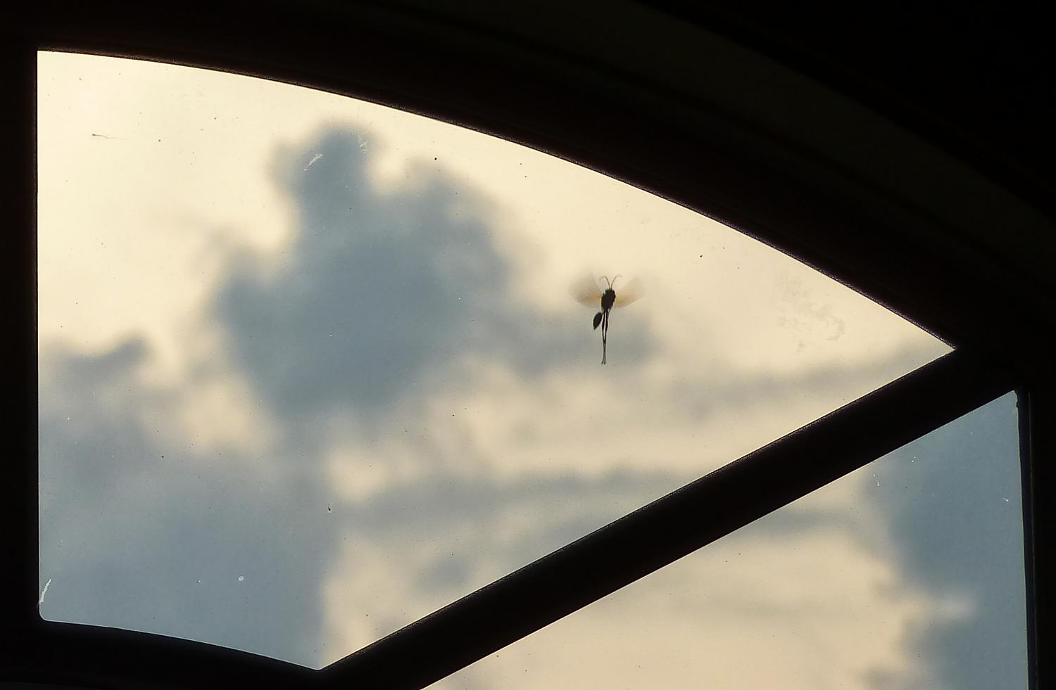  - A strange creature outside my son's window. - Panasonic DMC-FZ35 - Tony Karp, design, art, photography, techno-impressionist, techno-impressionism, aerial photography , drone , drones , dji , mavic pro , video , 3D printing - Books -