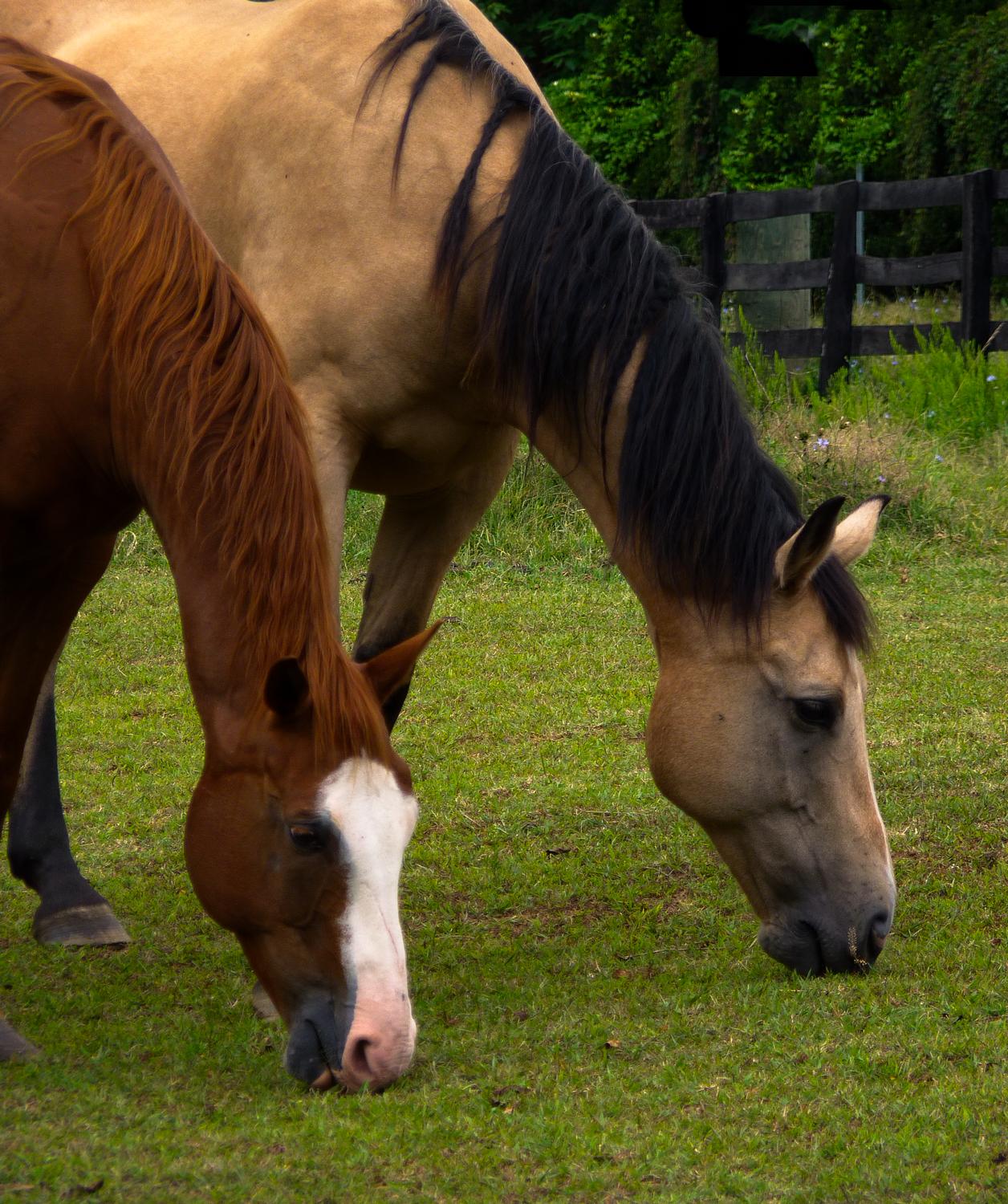 two horses grazing - Let's do lunch. - Panasonic DMC-FZ35 - Tony Karp, design, art, photography, techno-impressionist, techno-impressionism, aerial photography , drone , drones , dji , mavic pro , video , 3D printing - Books -