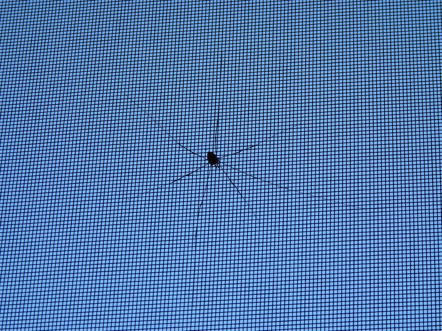  - A spider on my screen - Panasonic DMC-FZ35 - Tony Karp, design, art, photography, techno-impressionist, techno-impressionism, aerial photography , drone , drones , dji , mavic pro , video , 3D printing - Books -