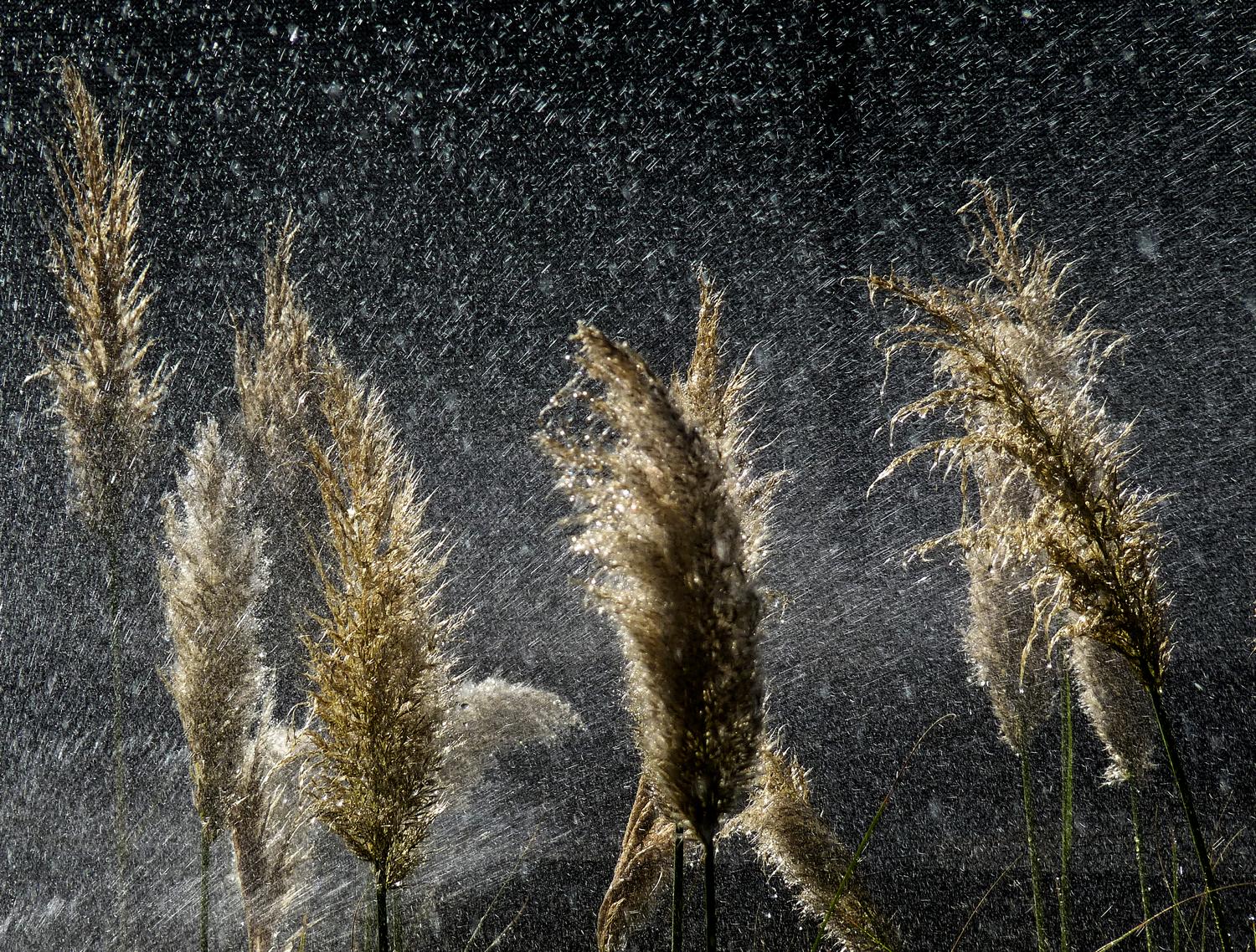  - Pampas grass being sprayed with water. - Panasonic DMC-FZ35 - Tony Karp, design, art, photography, techno-impressionist, techno-impressionism, aerial photography , drone , drones , dji , mavic pro , video , 3D printing - Books -
