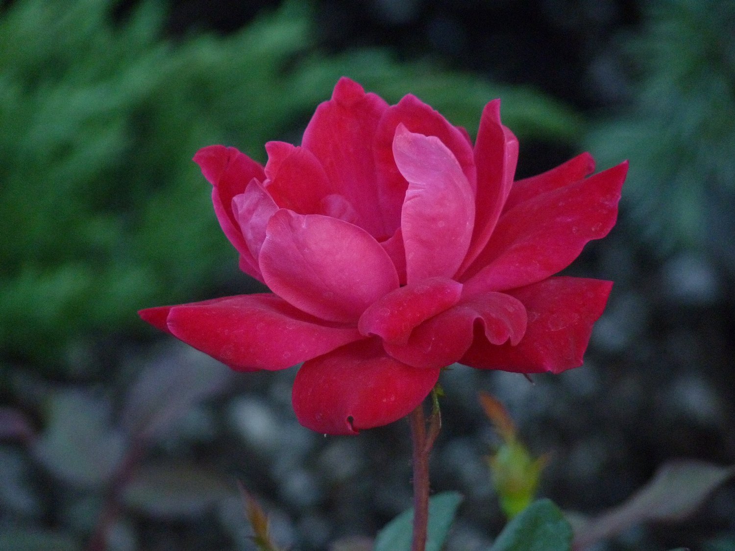  - A red flower at the nursery. - Panasonic DMC-FZ35 - Tony Karp, design, art, photography, techno-impressionist, techno-impressionism, aerial photography , drone , drones , dji , mavic pro , video , 3D printing - Books -