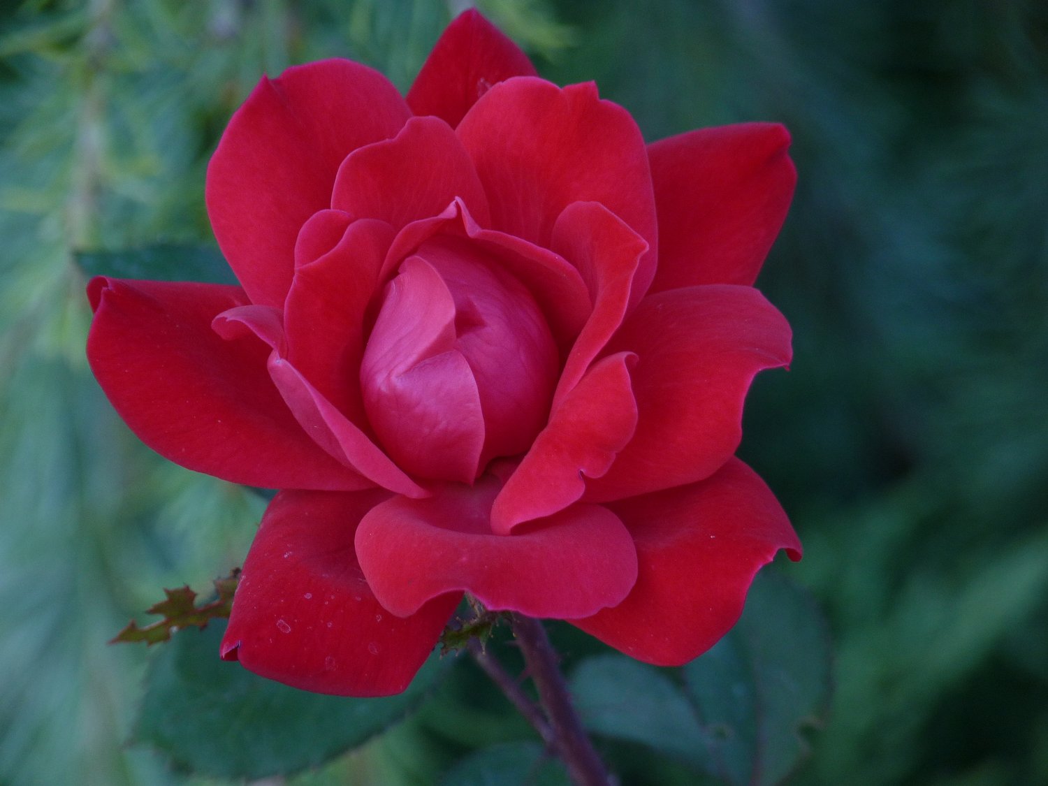  - Another red flower at the nursery. - Panasonic DMC-FZ35 - Tony Karp, design, art, photography, techno-impressionist, techno-impressionism, aerial photography , drone , drones , dji , mavic pro , video , 3D printing - Books -