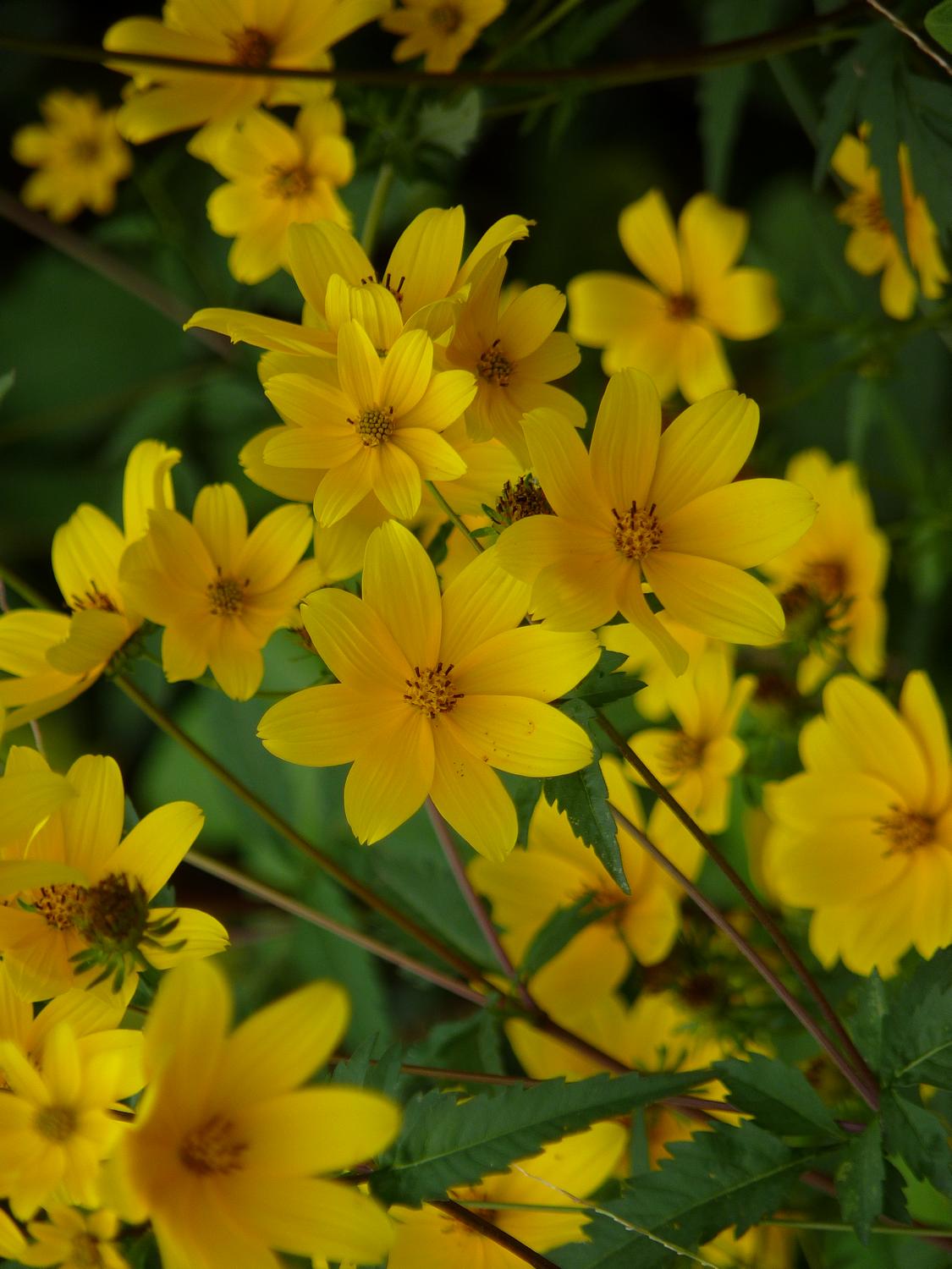  - Yellow flowers, blowing in the wind, - Panasonic DMC-FZ35 - Tony Karp, design, art, photography, techno-impressionist, techno-impressionism, aerial photography , drone , drones , dji , mavic pro , video , 3D printing - Books -