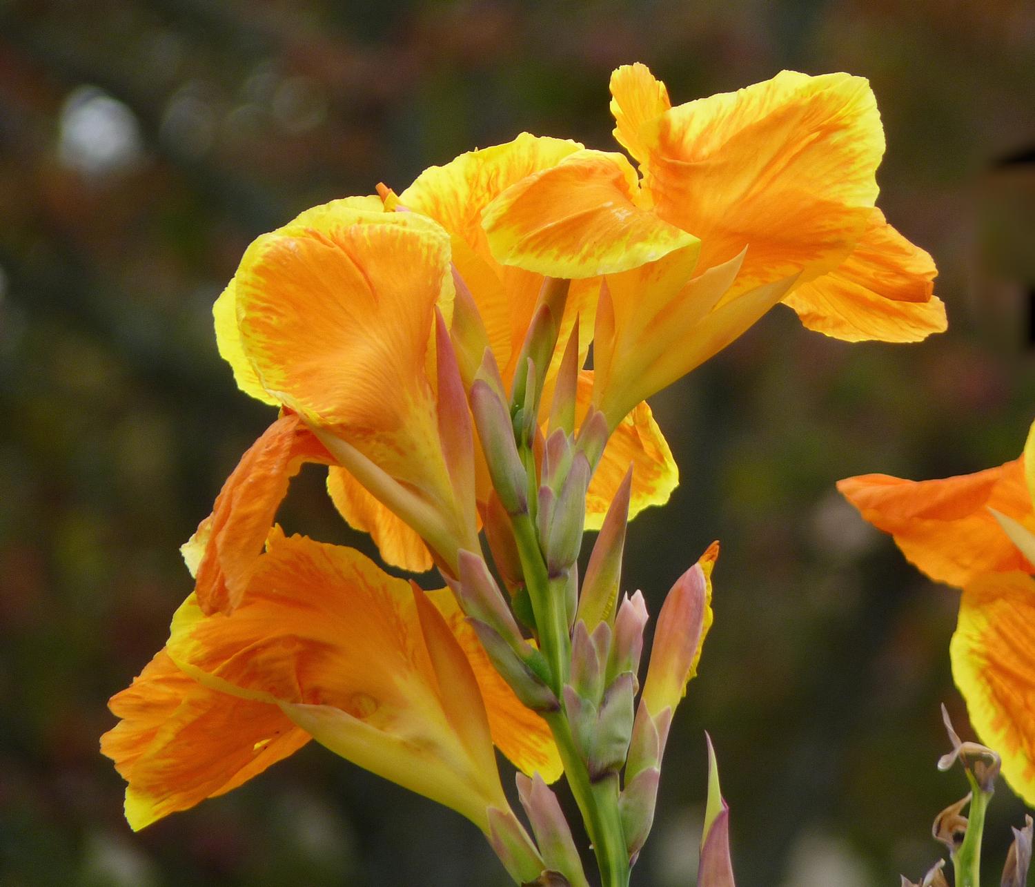  - Yellow flowers along our road. - Panasonic DMC-FZ35 - Tony Karp, design, art, photography, techno-impressionist, techno-impressionism, aerial photography , drone , drones , dji , mavic pro , video , 3D printing - Books -