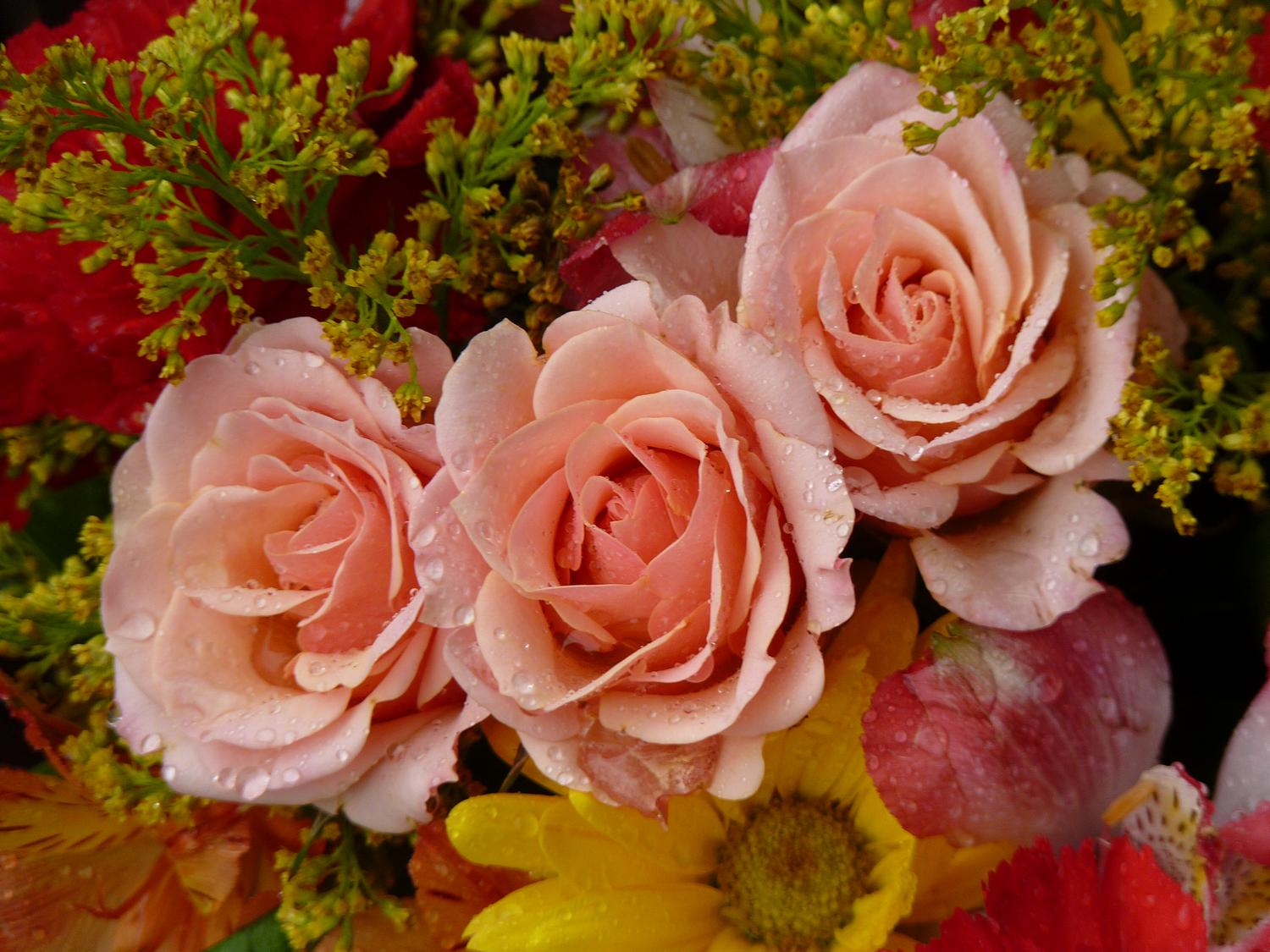  - Some pink flowers from the Hobbitt's birthday bouquet. - Panasonic DMC-FZ35 - Tony Karp, design, art, photography, techno-impressionist, techno-impressionism, aerial photography , drone , drones , dji , mavic pro , video , 3D printing - Books -