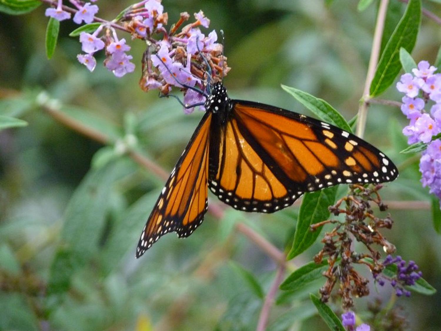  - Newborn monarch butterfly on its first excursion to our butterfly bush. - Panasonic DMC-FZ35 - Tony Karp, design, art, photography, techno-impressionist, techno-impressionism, aerial photography , drone , drones , dji , mavic pro , video , 3D printing - Books -