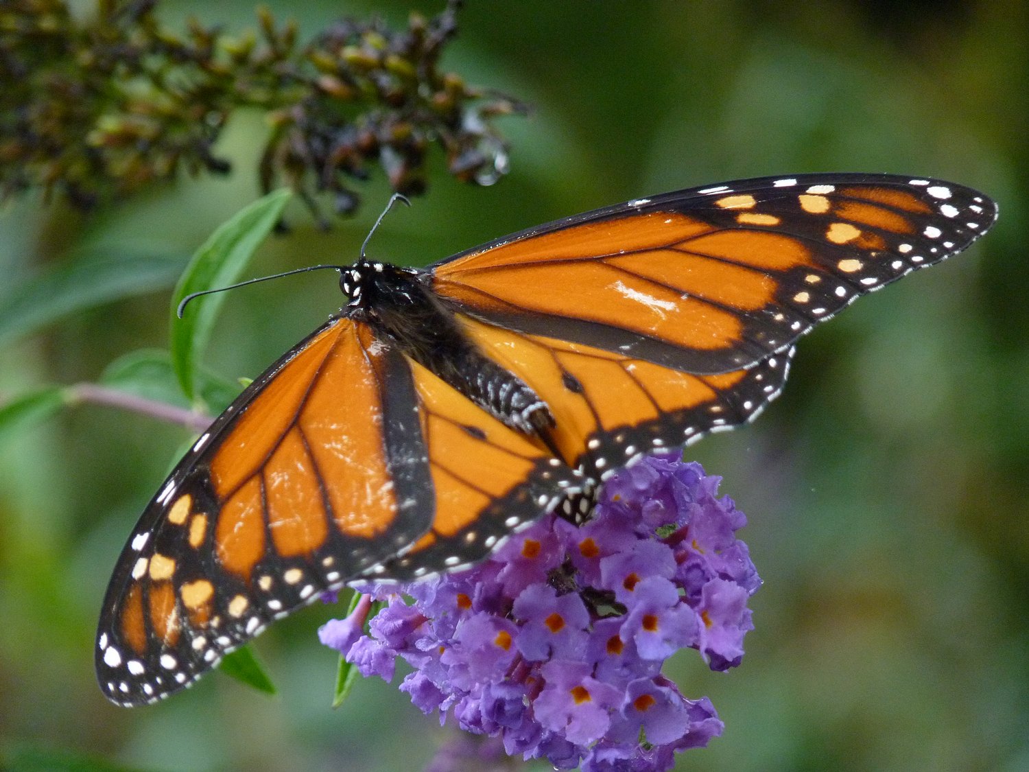  - Newborn monarch butterfly. Its markings show that it's a boy. - Panasonic DMC-FZ35 - Tony Karp, design, art, photography, techno-impressionist, techno-impressionism, aerial photography , drone , drones , dji , mavic pro , video , 3D printing - Books -
