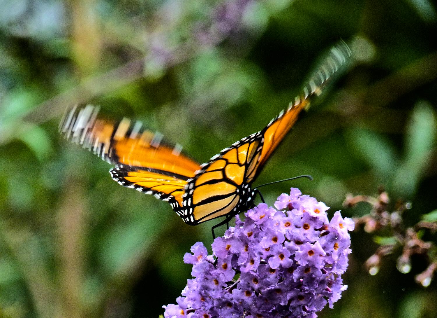  - Panasonic  DMC-FZ35 - A butterfly flaps its wings in Virginia and Panasonic uses a new video format in the DMC-FZ35 - Tony Karp, design, art, photography, techno-impressionist, techno-impressionism, aerial photography , drone , drones , dji , mavic pro , video , 3D printing - Books -