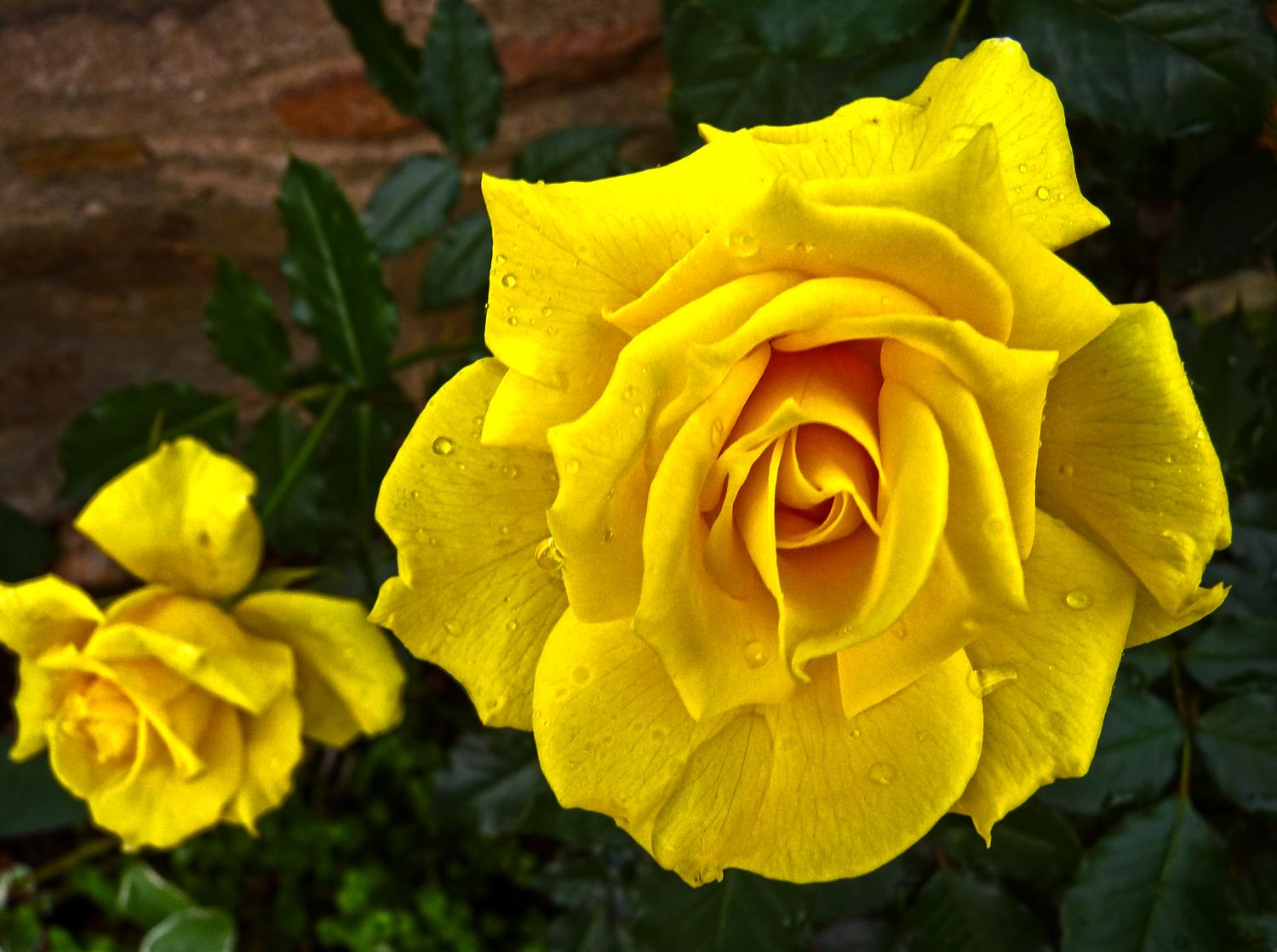 Beautiful yellow flowers - Warrenton, Virginia-  Panasonic DMC-FZ35 - The first thing we saw in Warrenton were these flowers. A grandfather flower and his granddaughter. - Tony Karp, design, art, photography, techno-impressionist, techno-impressionism, aerial photography , drone , drones , dji , mavic pro , video , 3D printing - Books -