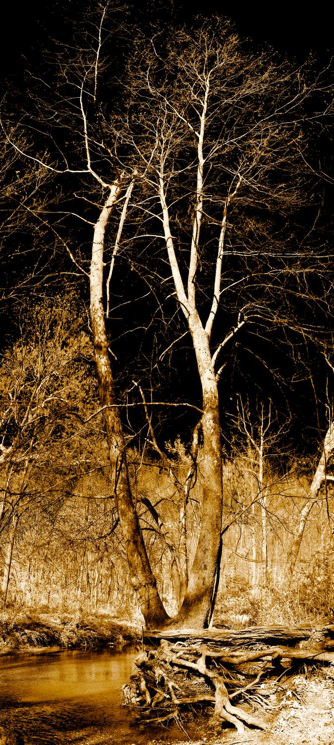  - Scoured tree at Bull Run - Tony Karp, design, art, photography, techno-impressionist, techno-impressionism, aerial photography , drone , drones , dji , mavic pro , video , 3D printing - Books -