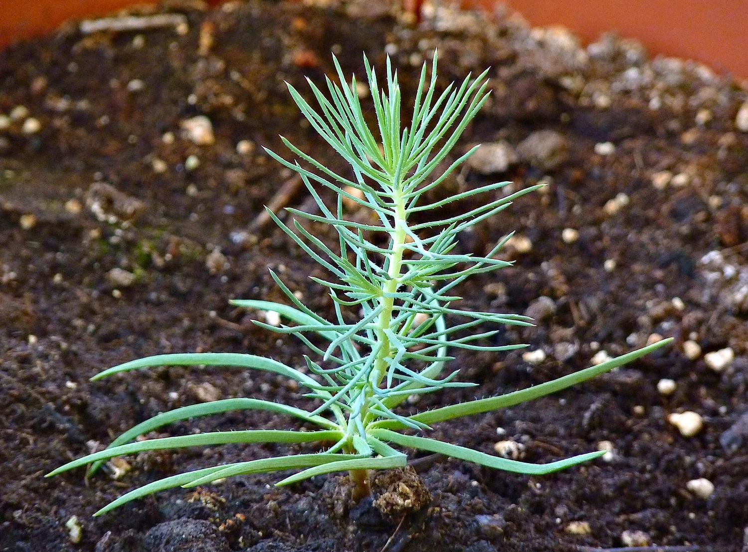  - Stone pine tree after two months - - Italian Stone Pine Tree - Umbrella Pine - Pinus Pinea - - Tony Karp, design, art, photography, techno-impressionist, techno-impressionism, aerial photography , drone , drones , dji , mavic pro , video , 3D printing - Books -