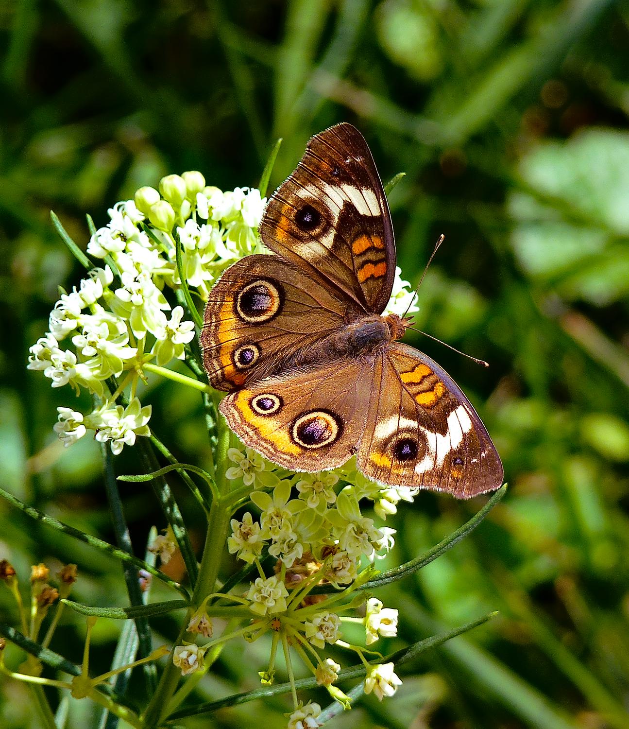  - One of the buckeye butterflies that visited our garden last month. - Common Buckeye butterfly - Panasonic DMC-FZ35- - Tony Karp, design, art, photography, techno-impressionist, techno-impressionism, aerial photography , drone , drones , dji , mavic pro , video , 3D printing - Books -