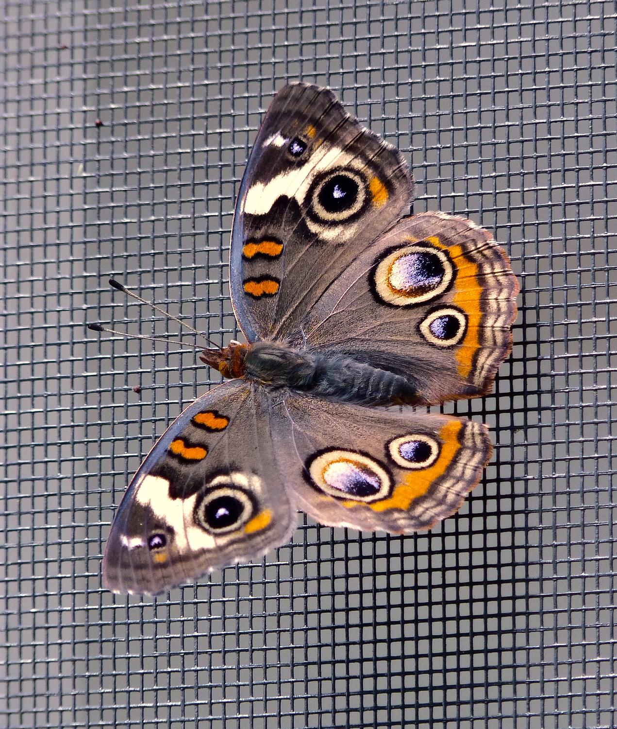  - And here's Bucky, ready for his close-up. My what big eyes you have. - Common Buckeye butterfly - Panasonic DMC-FZ35- - Tony Karp, design, art, photography, techno-impressionist, techno-impressionism, aerial photography , drone , drones , dji , mavic pro , video , 3D printing - Books -