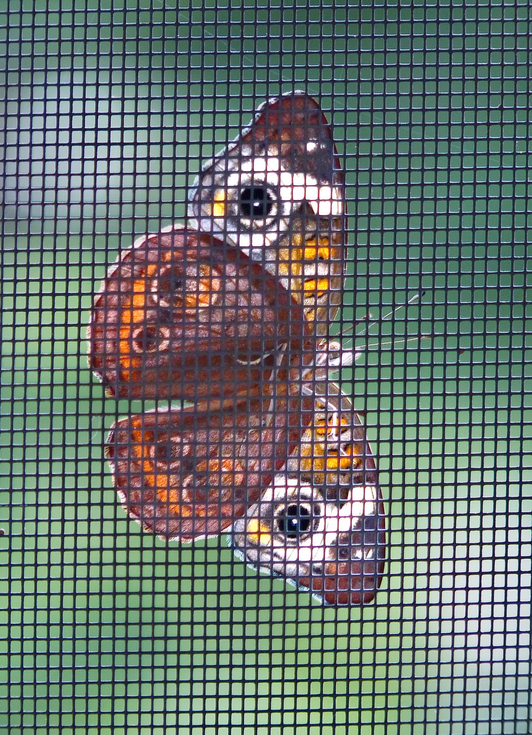  - A rare sight --  a butterfly illuminated from behind, with the sun shining through its wings. - Common Buckeye butterfly - Panasonic DMC-FZ35- - Tony Karp, design, art, photography, techno-impressionist, techno-impressionism, aerial photography , drone , drones , dji , mavic pro , video , 3D printing - Books -