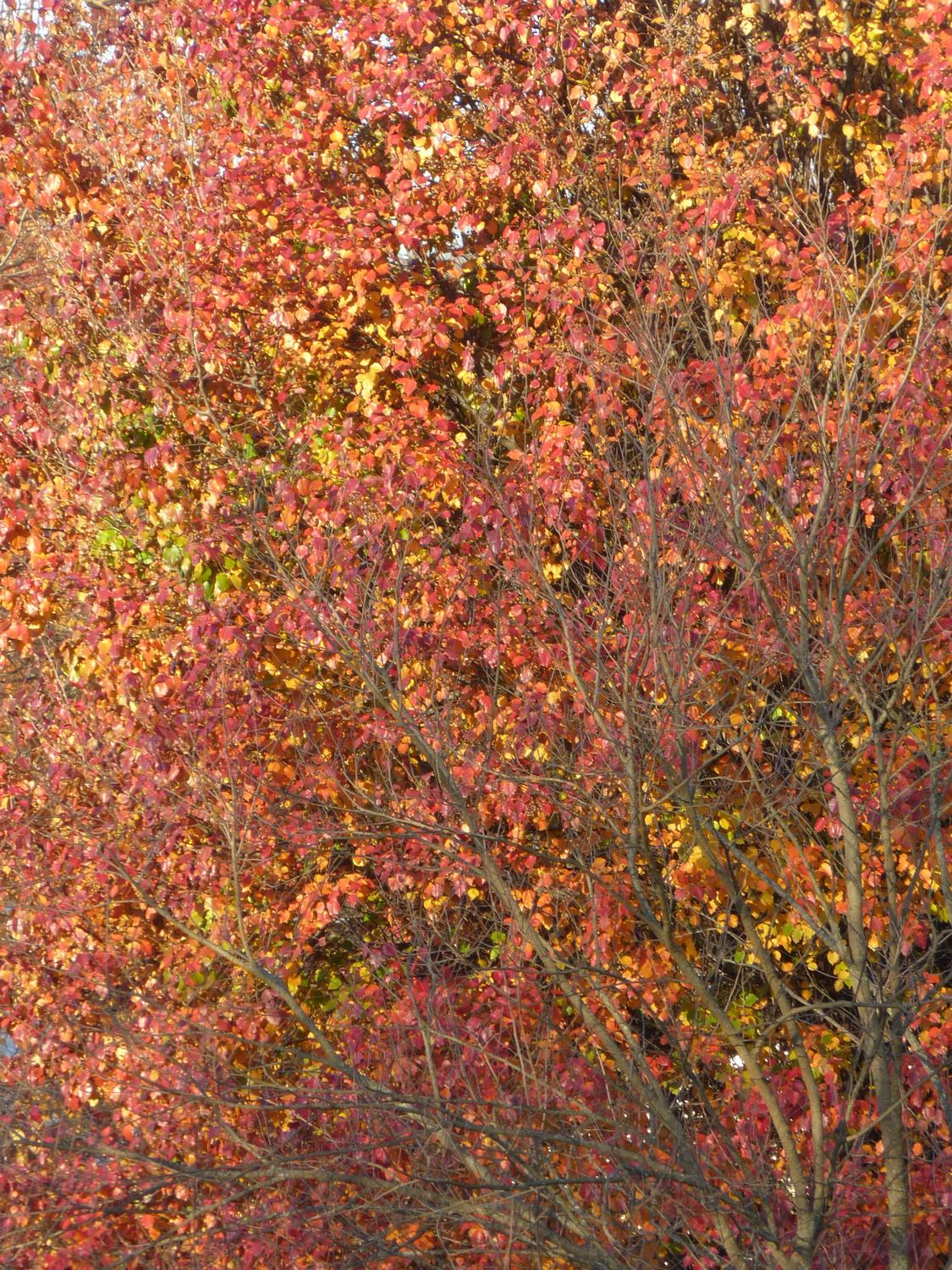  - The color of autumn <br>--- Click to see ORIGINAL --- -  Panasonic DMC-FZ150 - Tony Karp, design, art, photography, techno-impressionist, techno-impressionism, aerial photography , drone , drones , dji , mavic pro , video , 3D printing - Books -