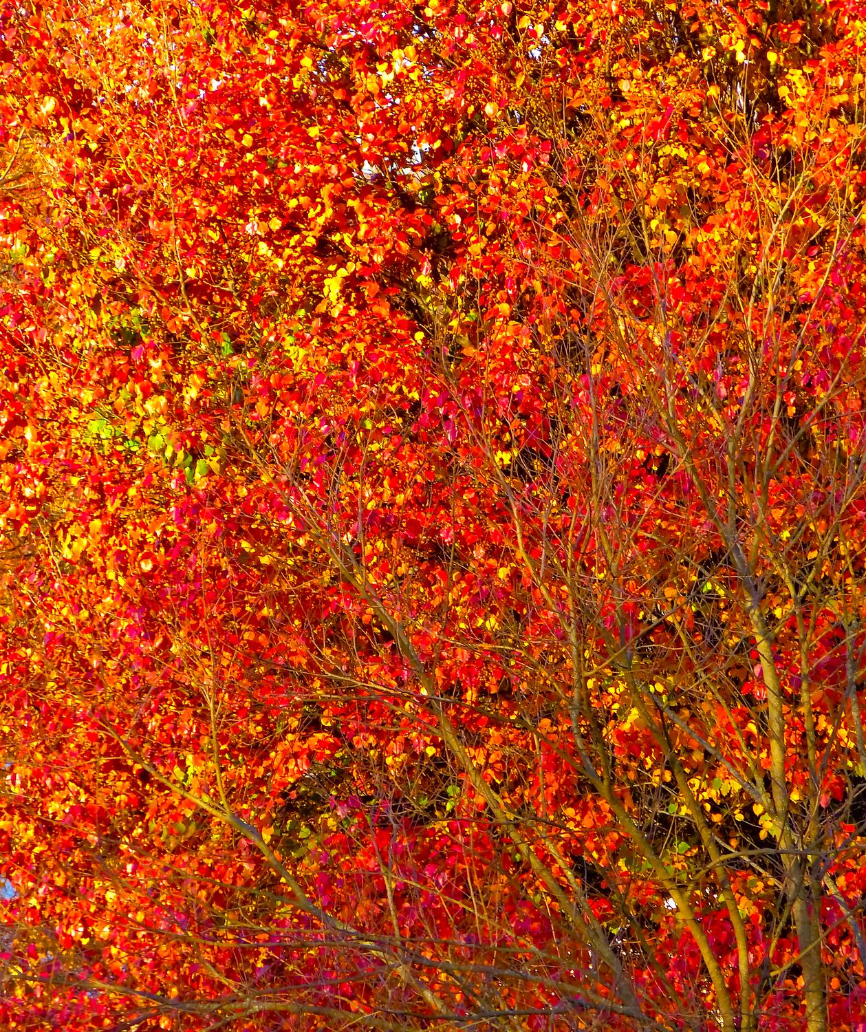  - The color of autumn <br>--- Click to see ORIGINAL --- -  Panasonic DMC-FZ150 - Tony Karp, design, art, photography, techno-impressionist, techno-impressionism, aerial photography , drone , drones , dji , mavic pro , video , 3D printing - Books -