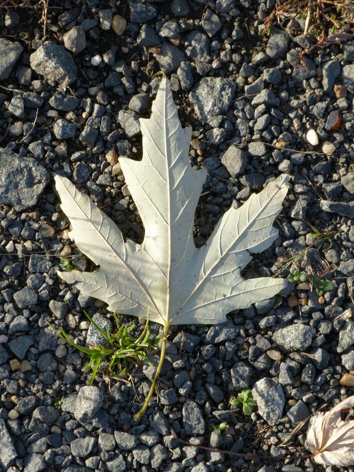  - A leaf on gravel - Panasonic DMC-FZ150 <br>--- Click to see ORIGINAL --- -  Panasonic DMC-FZ150 - Tony Karp, design, art, photography, techno-impressionist, techno-impressionism, aerial photography , drone , drones , dji , mavic pro , video , 3D printing - Books -