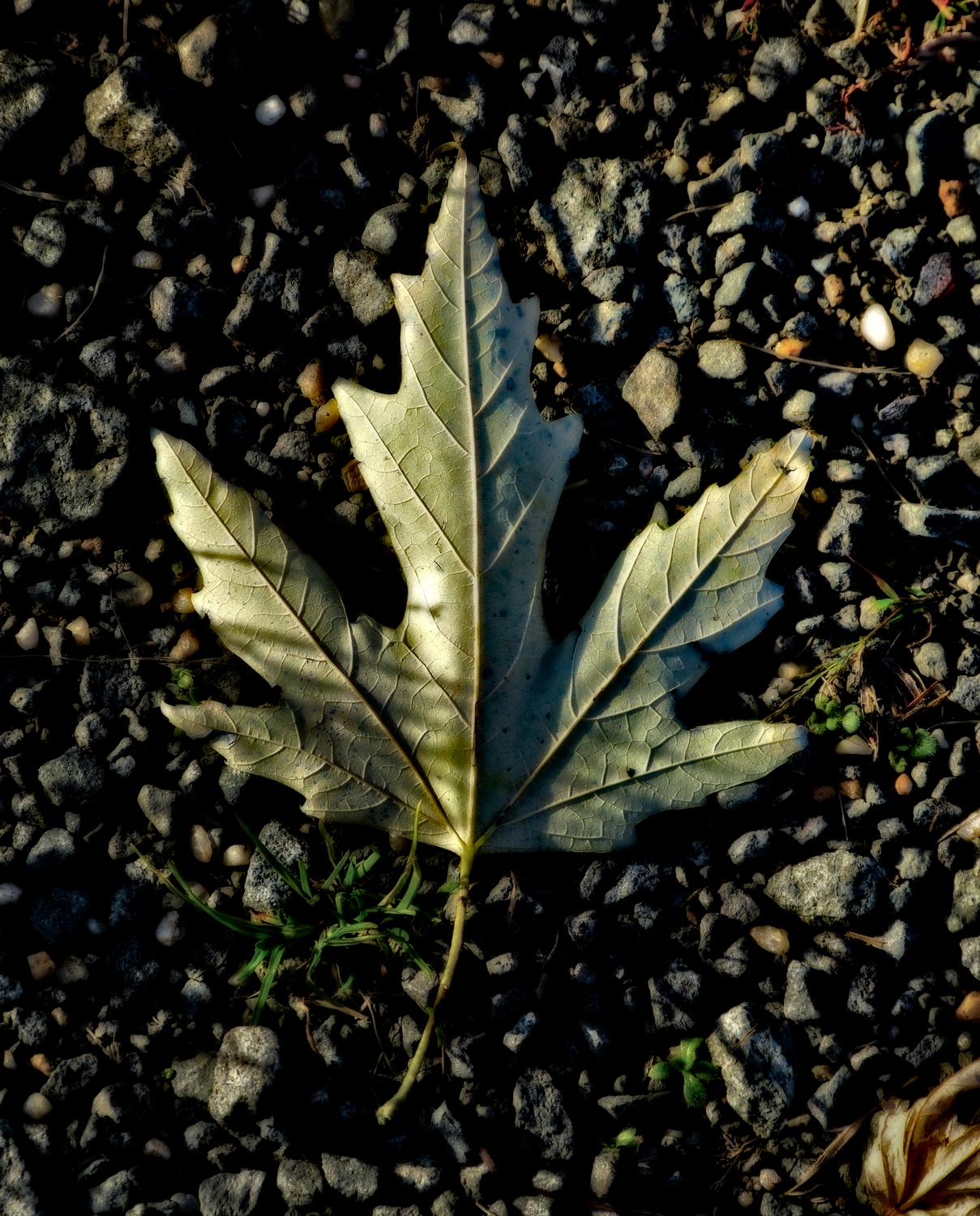  - A leaf on gravel - Panasonic DMC-FZ150 <br>--- Click to see ORIGINAL --- -  Panasonic DMC-FZ150 - Tony Karp, design, art, photography, techno-impressionist, techno-impressionism, aerial photography , drone , drones , dji , mavic pro , video , 3D printing - Books -