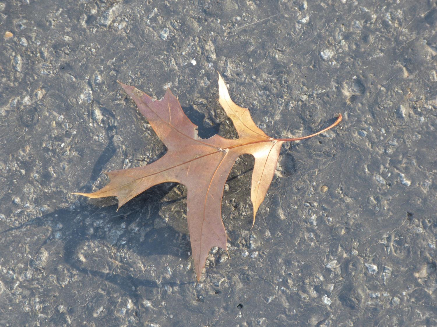  - A leaf on the road <br>--- Click to see ORIGINAL --- -  Panasonic DMC-FZ150 - Tony Karp, design, art, photography, techno-impressionist, techno-impressionism, aerial photography , drone , drones , dji , mavic pro , video , 3D printing - Books -