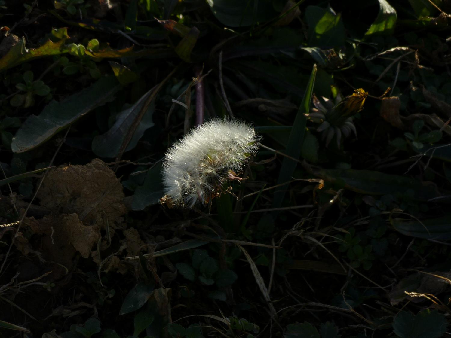  - Puffball - Showing range of highlight and shadow detail <br>--- Click to see ORIGINAL --- -  Panasonic DMC-FZ150 - Tony Karp, design, art, photography, techno-impressionist, techno-impressionism, aerial photography , drone , drones , dji , mavic pro , video , 3D printing - Books -