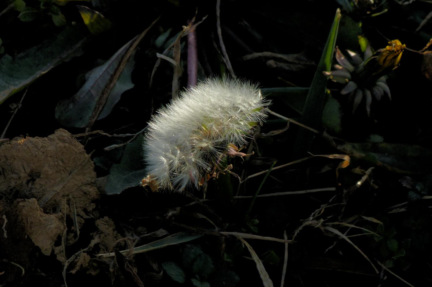  - Puffball - Showing range of highlight and shadow detail <br>--- Click to see ORIGINAL --- -  Panasonic DMC-FZ150 - Tony Karp, design, art, photography, techno-impressionist, techno-impressionism, aerial photography , drone , drones , dji , mavic pro , video , 3D printing - Books -